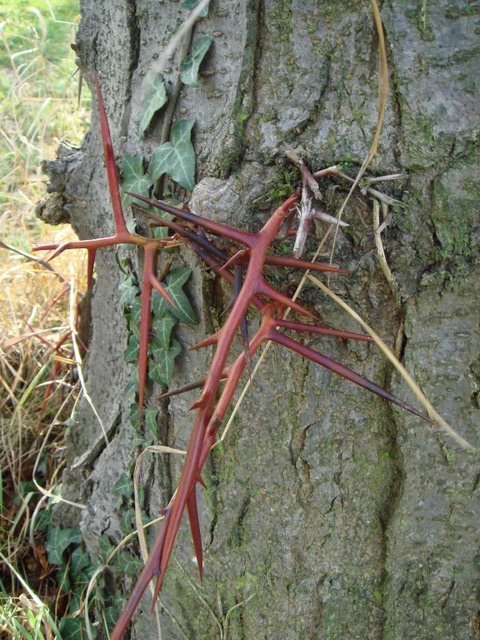 Gleditsia triacanthos epines
